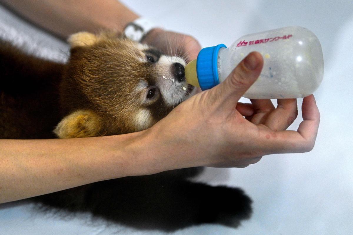 Dos cachorros de panda rojo, presentados en Yokohama