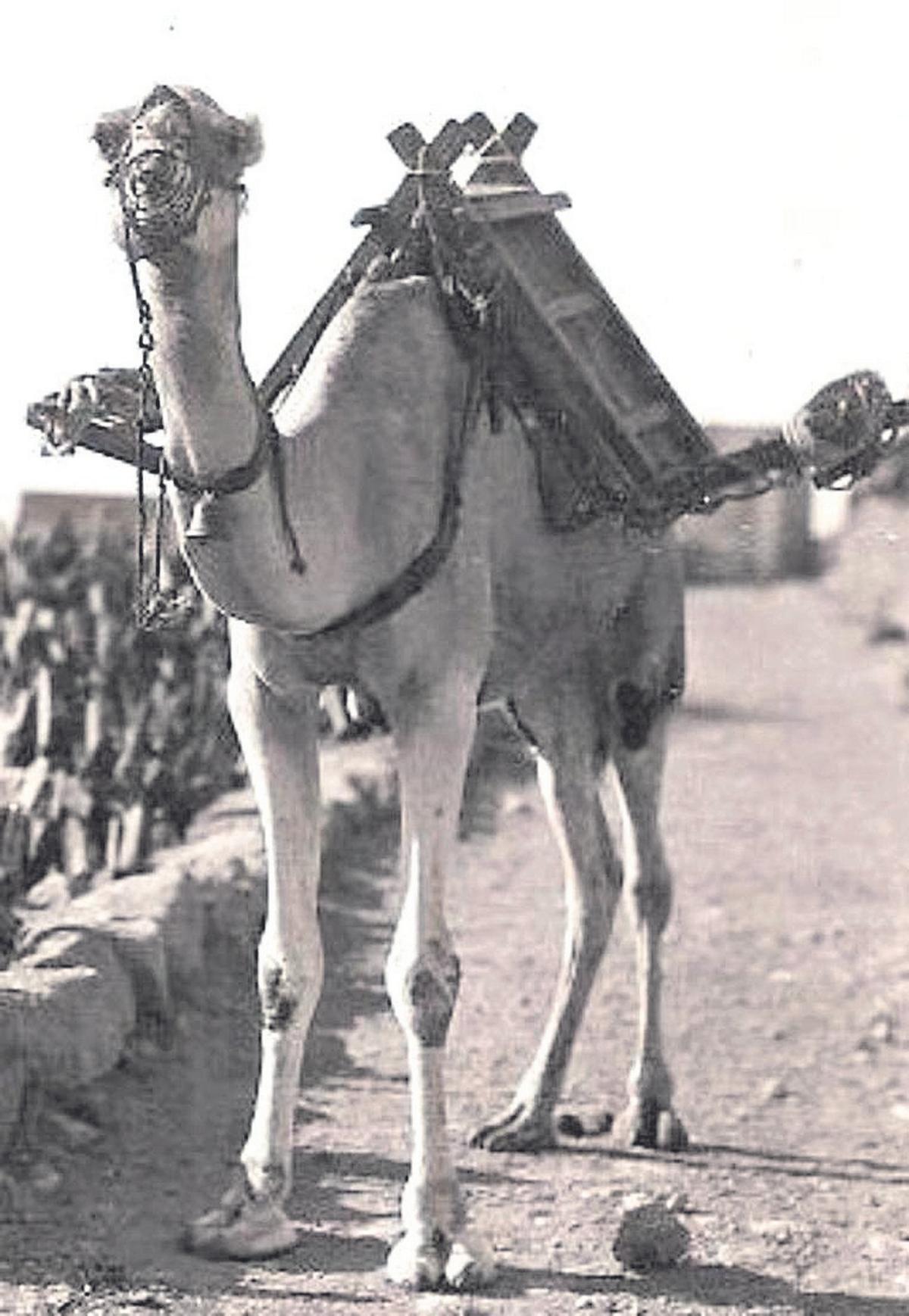 El camello canario, por su multifuncionalidad, forma parte de la memoria de las Islas.