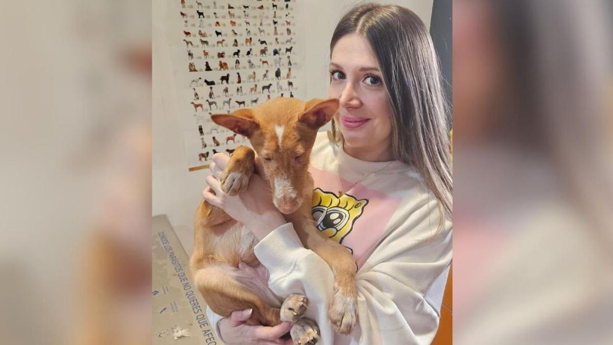 Así fue el rescate de Silván, el podenco que abandonaron malherido en Mos