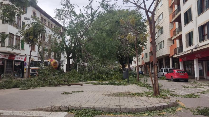 Los vientos de más de 100 km/h provocan daños en numerosos municipios de Mallorca