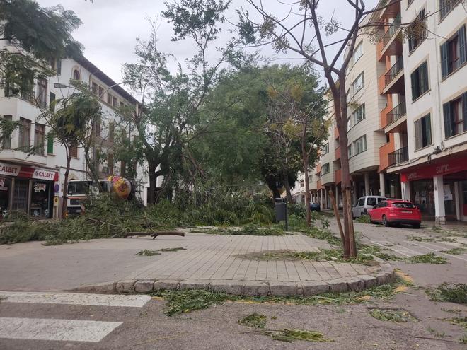 Los vientos de más de 100 km/h provocan daños en numerosos municipios de Mallorca