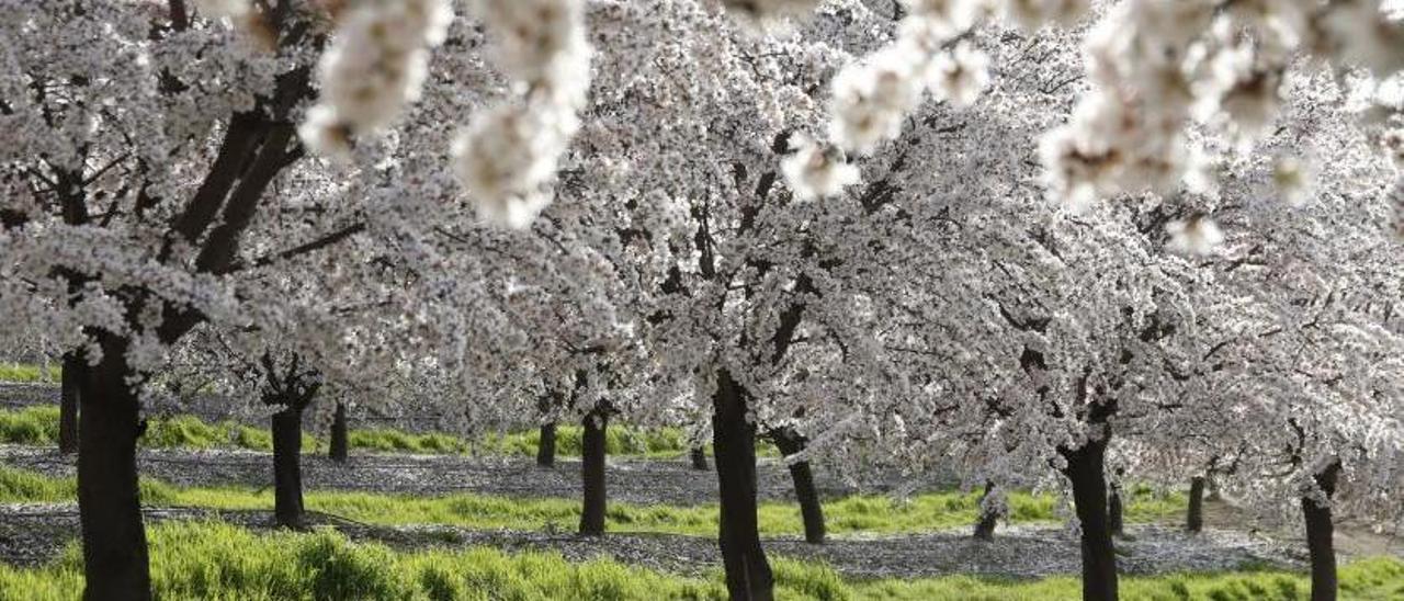 Almendros en una explotación agraria de Córdoba.