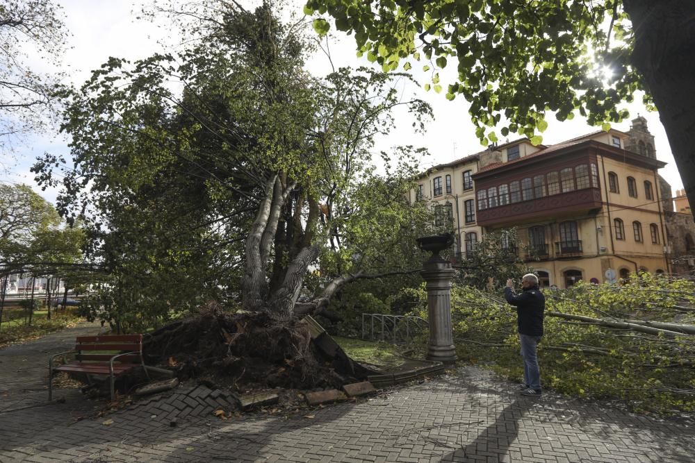 Daños del temporal en Avilés.