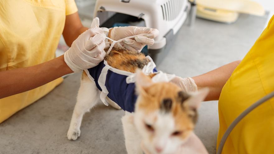 El mejor veterinario de Alicante