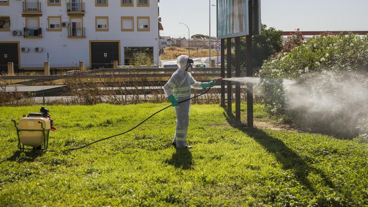 Labores de fumigación contra los mosquitos causantes del virus del Nilo en Coria del Río (Sevilla).