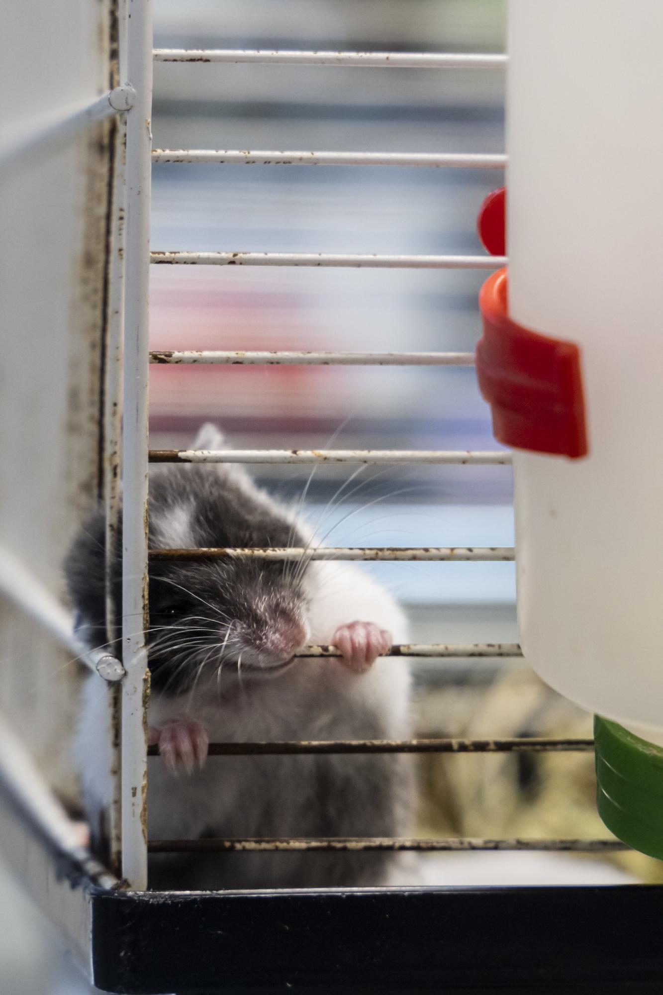 Casi 400 tiendas de animales, en jaque en la C. Valenciana por ley de Bienestar Animal