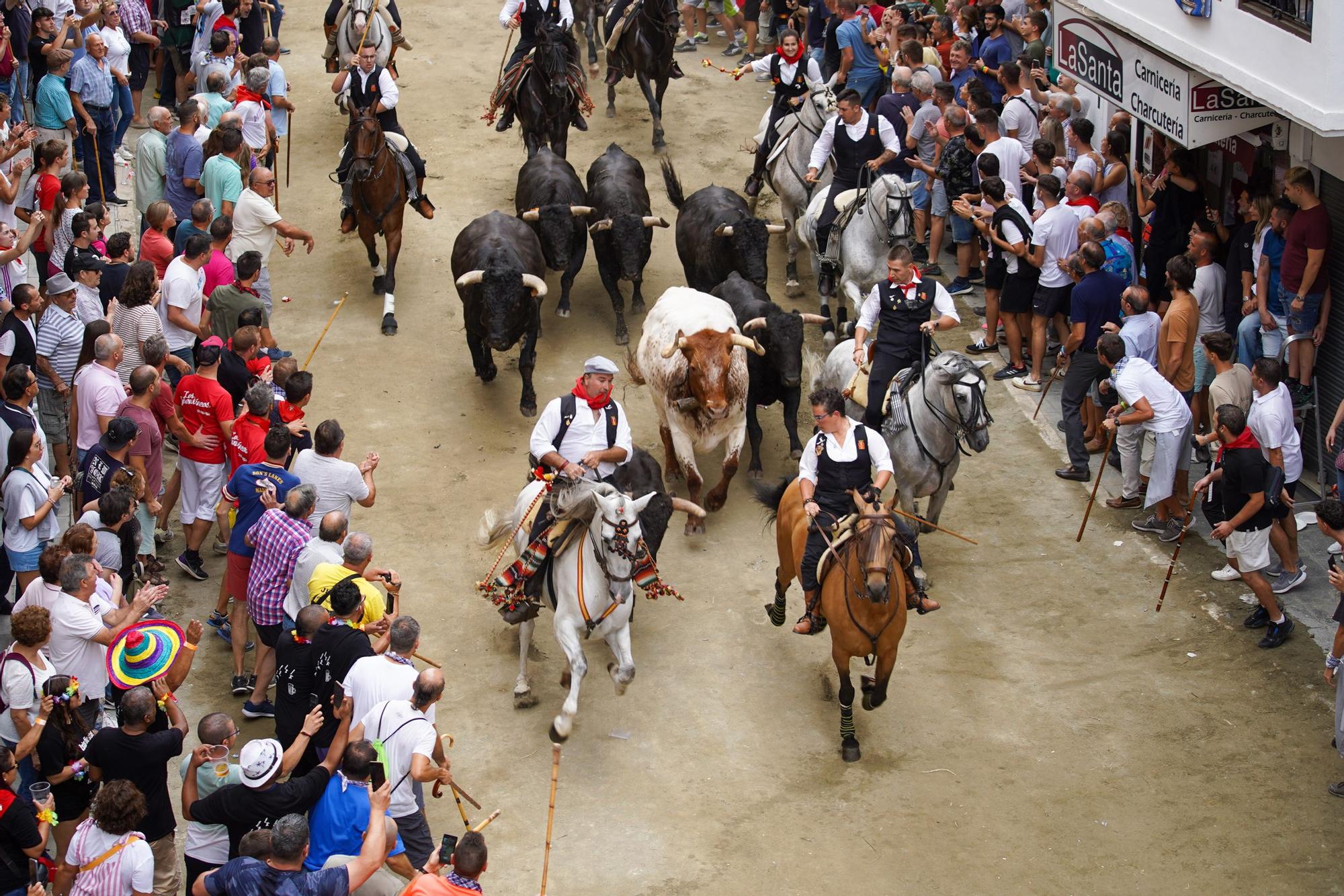 Primera entrada de caballos y toros de Segorbe