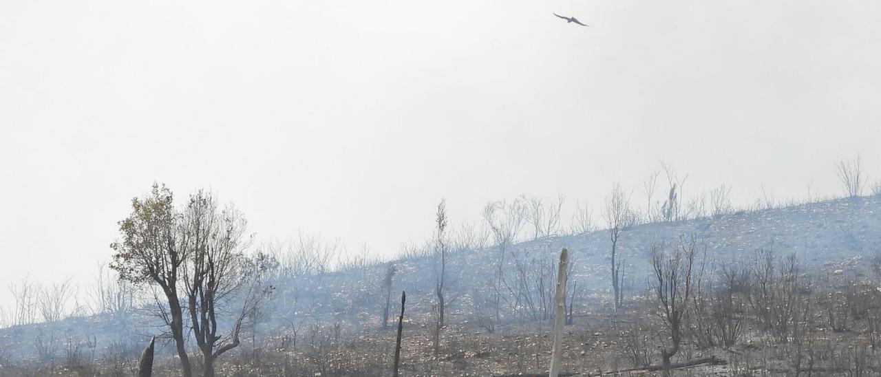 Monte arrasado por el fuego en Larouco.