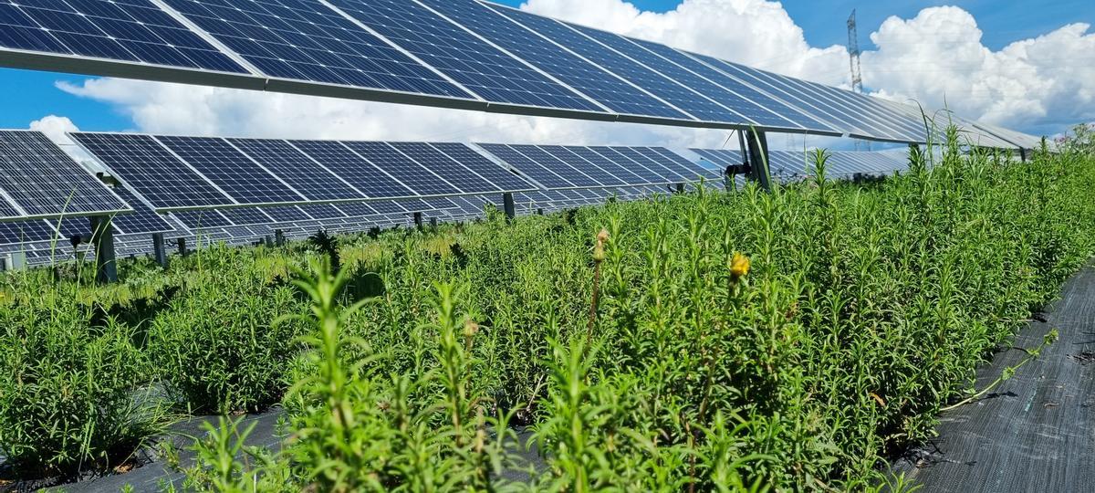 Endesa ha instalado dos plantas fotovoltaicas en Málaga, mediante las cuales busca impulsar la agricultura.