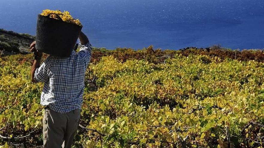Fuencaliente, un referente en la recuperación del viñedo