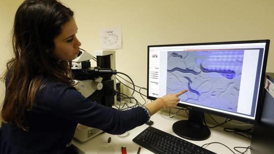 La investigadora Ana Pilar Gómez Escribano en el laboratorio del Instituto de La Fe.