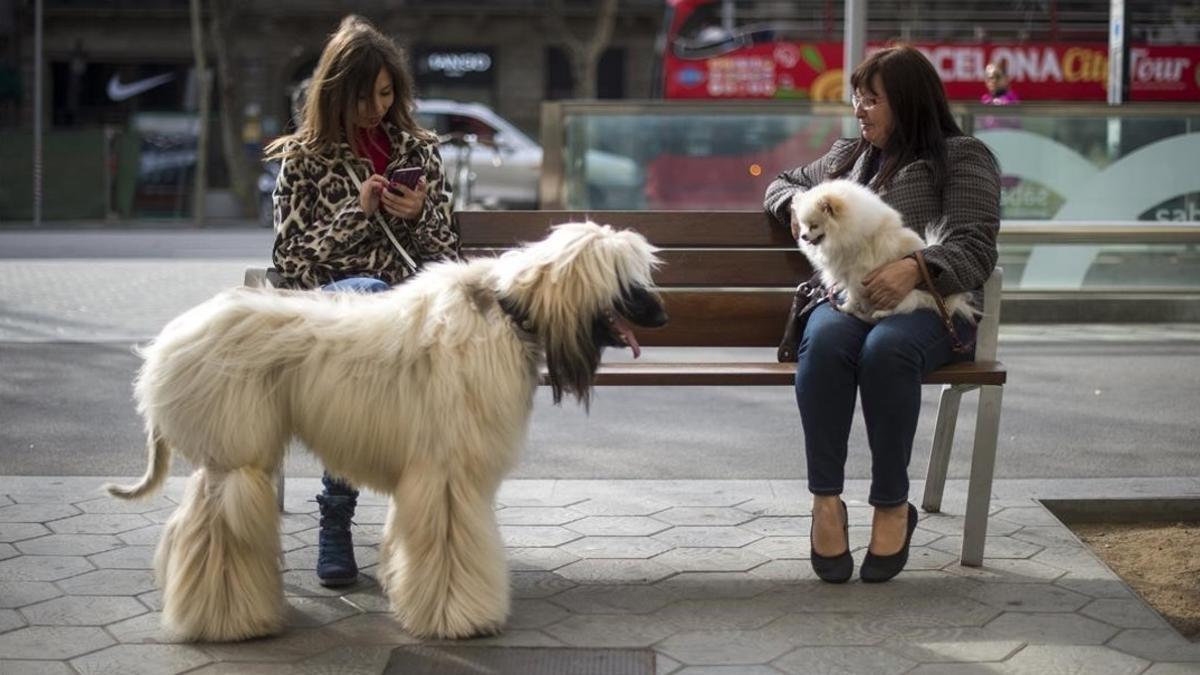 Dos mujeres conversan junto a sus perros en un banco de paseo de Gràcia.