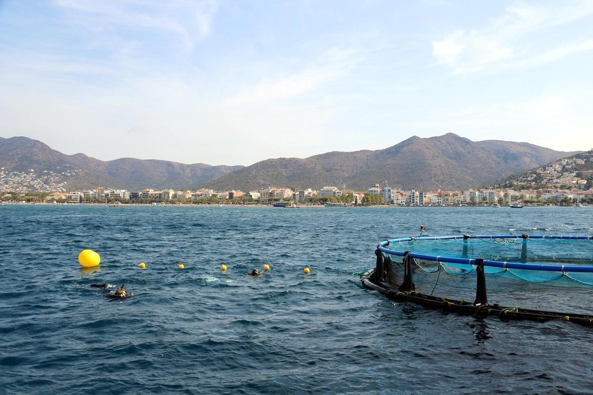 Bussos col·locant les cordes per cultivar enciam de mar a la badia de Roses el 2023, quan es va impulsar el projecte.