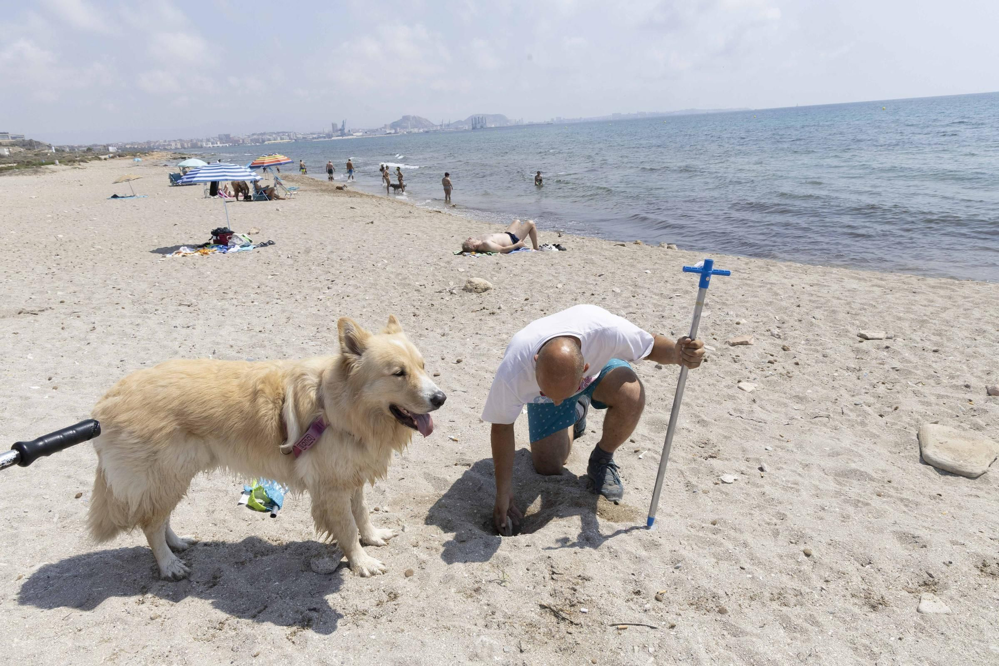 La playa canina de Agua Amarga de Alicante se queda sin servicios para perros