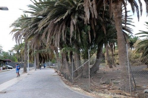 Mal estado de las Palmeras en el Oasis de Maspalomas y el Parque Tony Gallardo