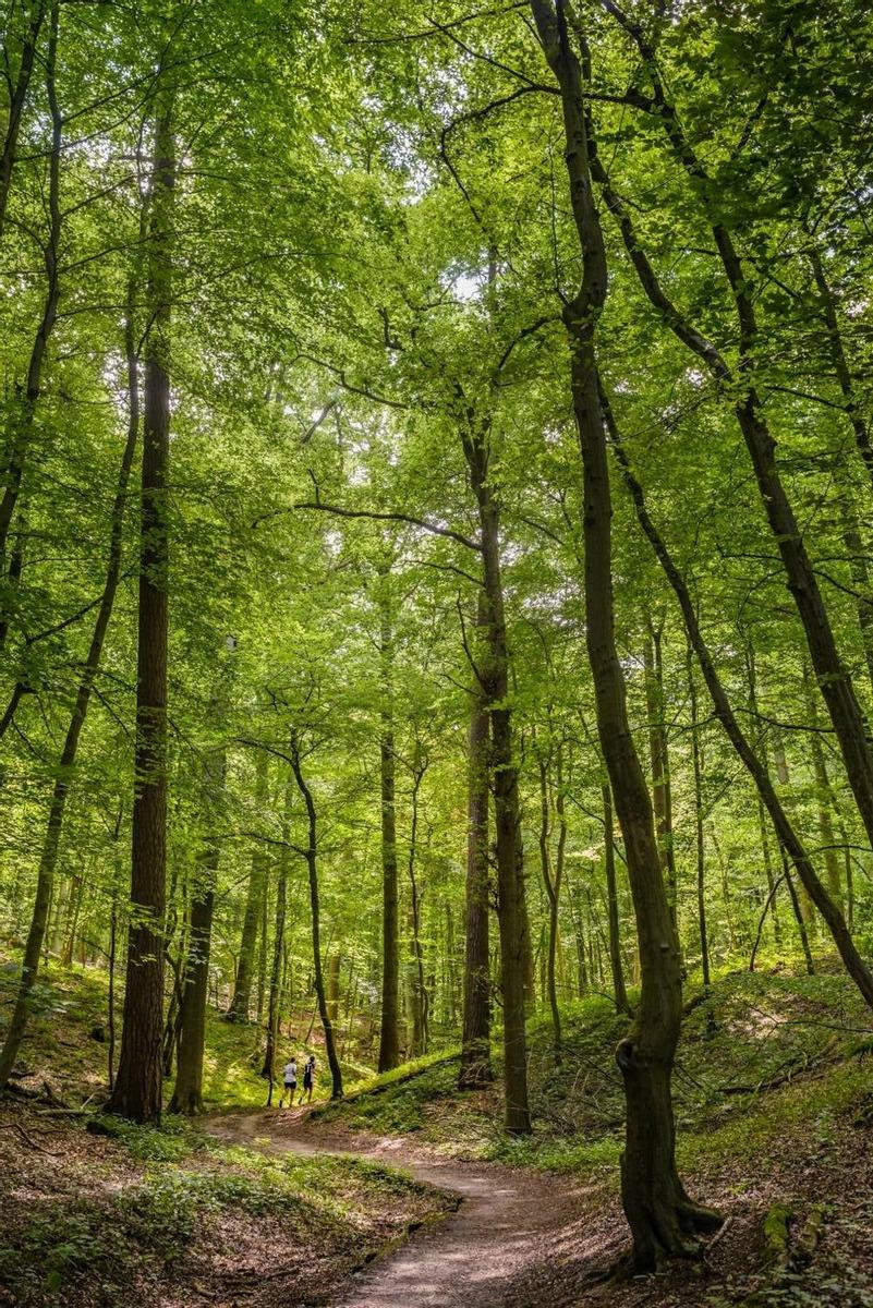 Bosque de Soignes, Bruselas