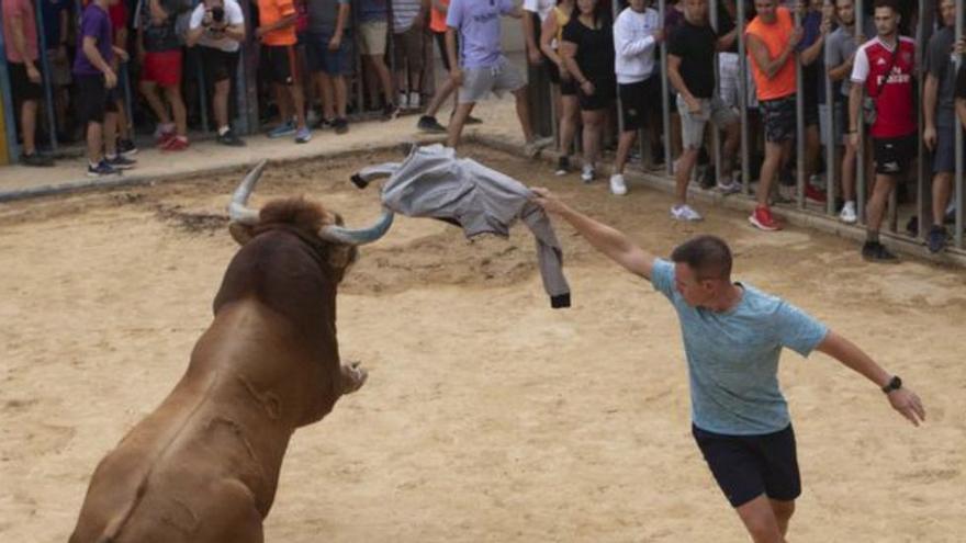 Bous al carrer en Canet.