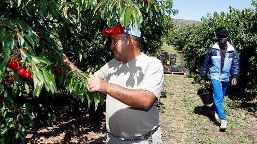 120.000 mascarillas de China para la campaña agrícola de la fruta