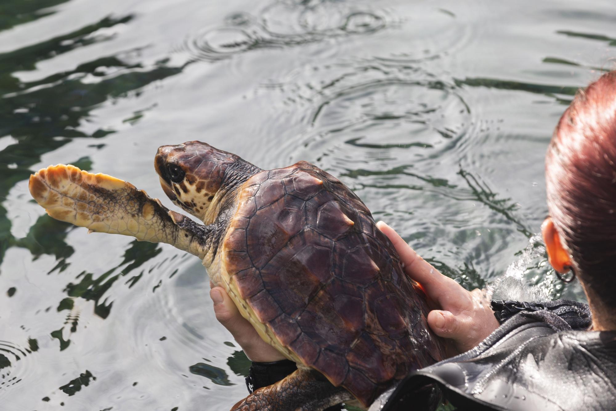 El Oceanogràfic presenta su campaña 'Tortugas 2022'