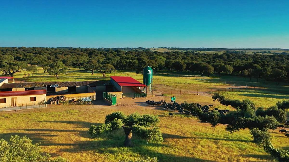 Imagen de una explotación de porcino ibérico que puede verse en el documenta de Cobadu. | Cobadu