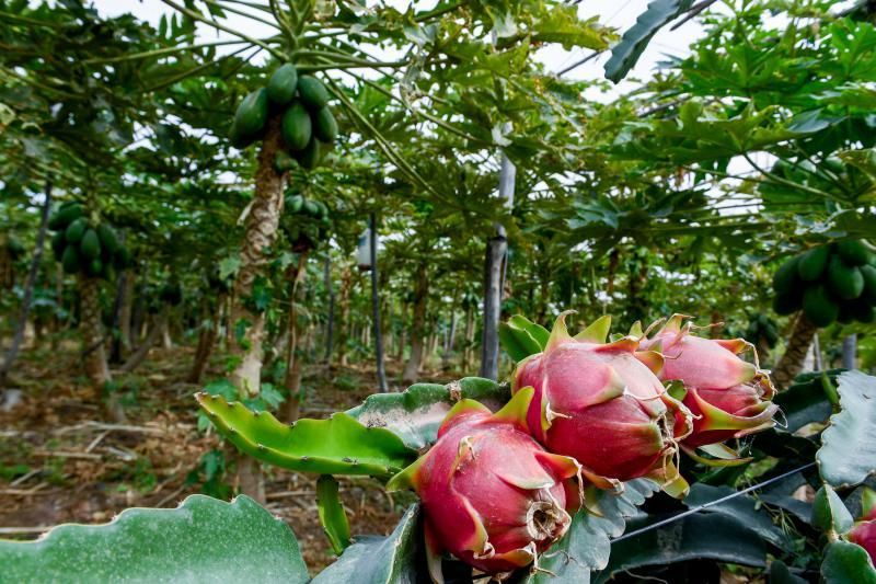 Dos jóvenes agricultores que cultivan, procesan y