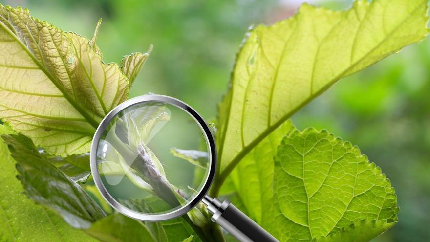 Cochinilla algodonosa: cómo detectarla en tus plantas y eliminarla de una vez por todas