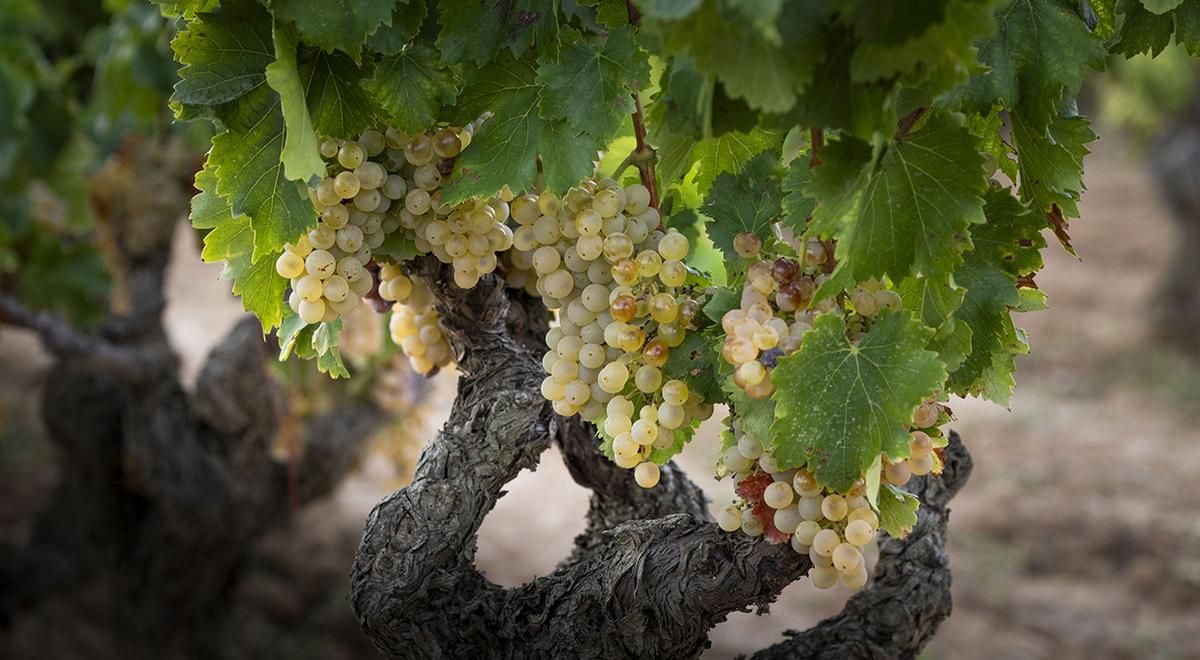 La garnacha blanca da origen a vinos fescos y con buena estructura