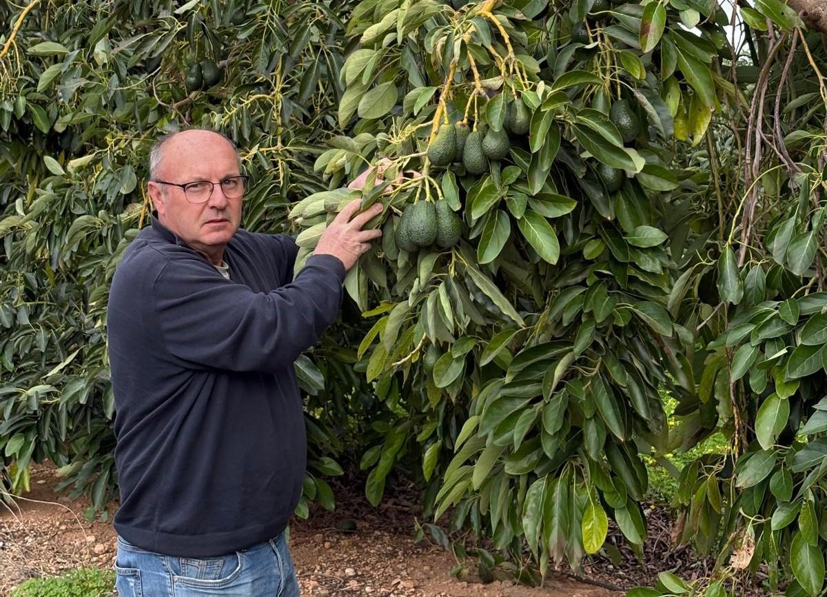 El agricultor José Luis Furió, en el terreno donde ha sufrido diversos robos de aguacates.