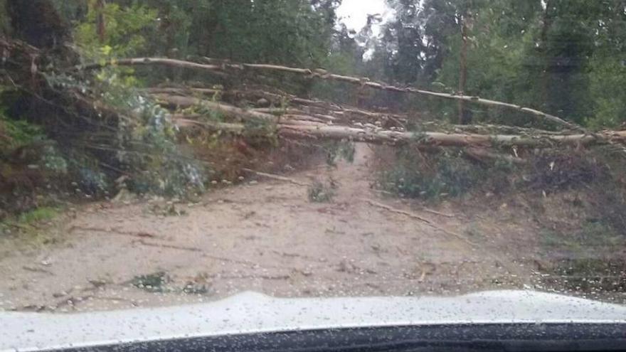 Varios eucaliptos caídos sobre el Camiño da Vela, en Beluso, que estuvo cortado. // Gonzalo Núñez