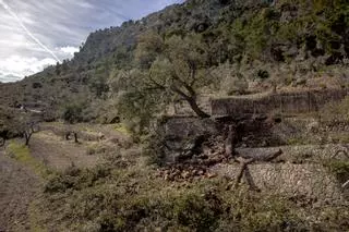 Serra de Tramuntana: El apocalipsis después de la borrasca Juliette