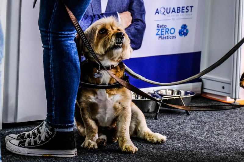 Feria Animundo de las mascotas (27/11/21)