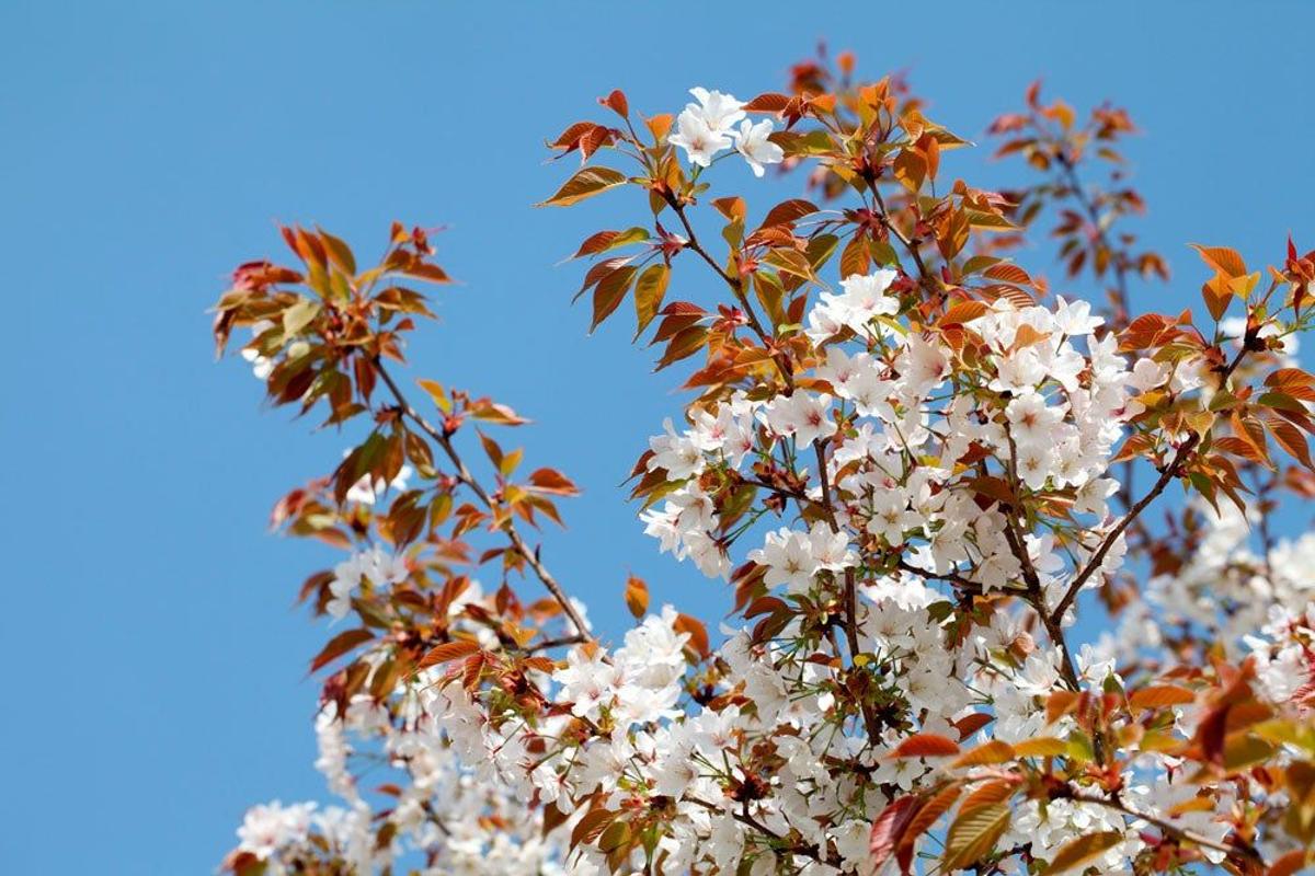 Cerezos en flor