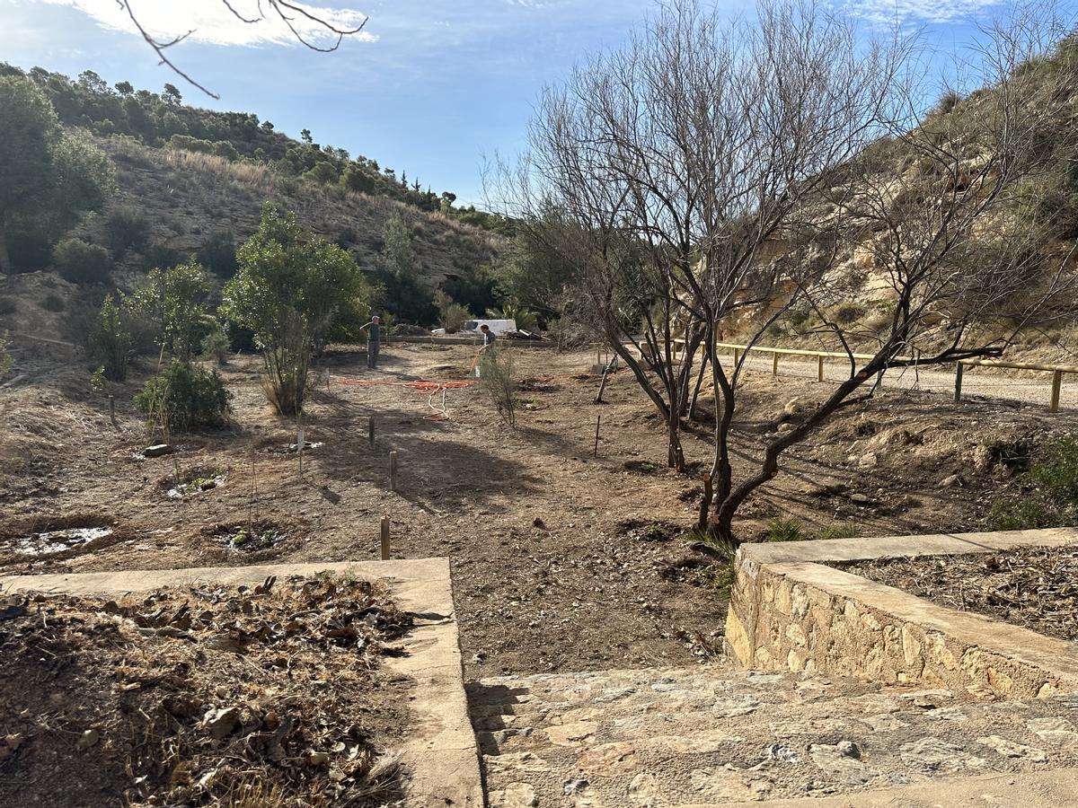 Trabajos de conservación en el arboreto del CEMA Los Molinos de Crevillent