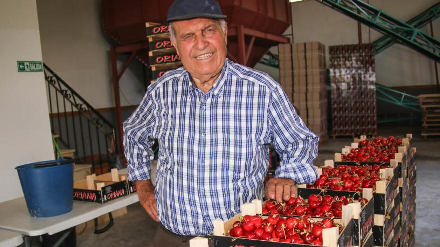 José Luis Seguí, a sus 78 años, todavía sigue activo en el campo recogiendo cerezas.