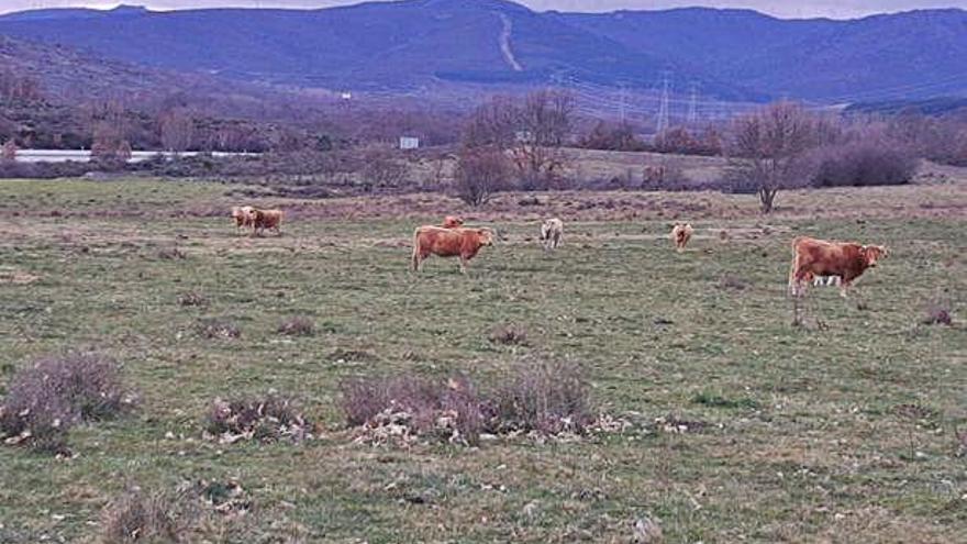 Terrenos elegidos para la instalación de una planta fotovoltaica.