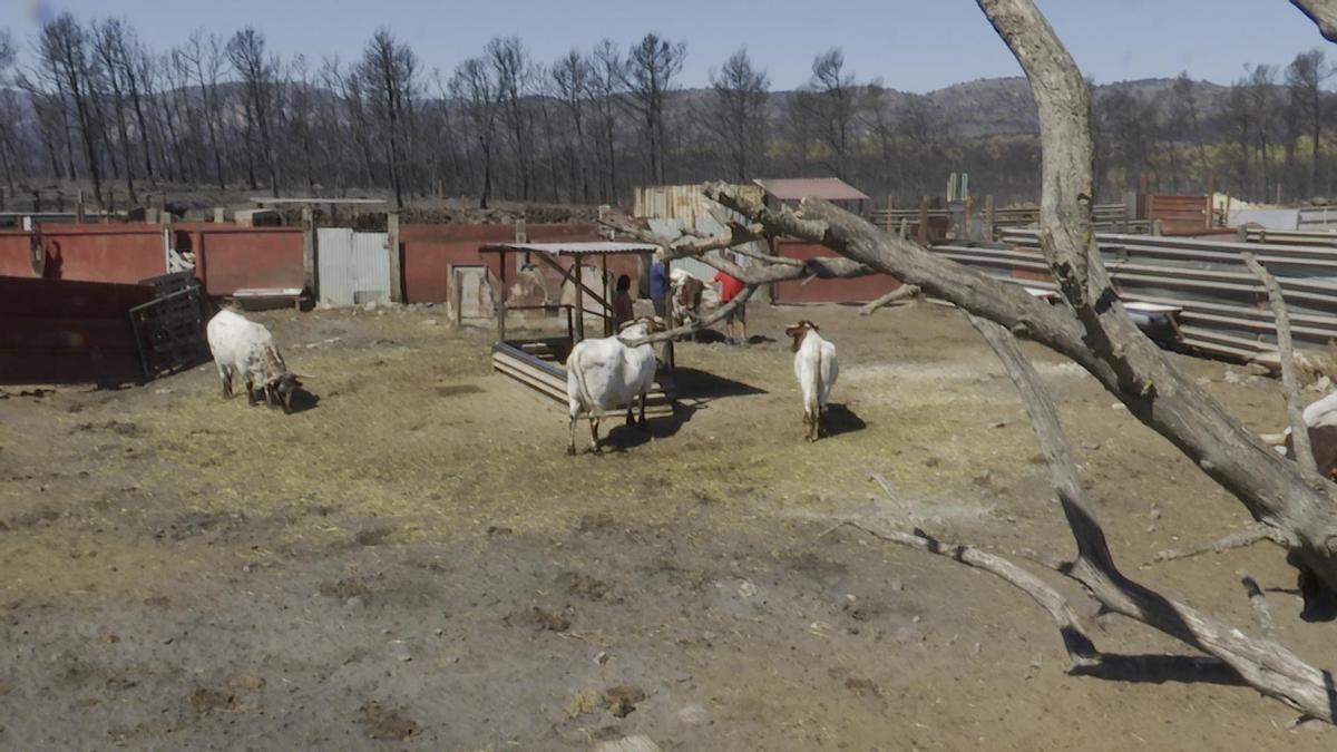 Ganaderías del termino municipal de Torás (Castellón), afectadas por el incendio de Bejís: &quot;Lo dábamos todo por perdido&quot;