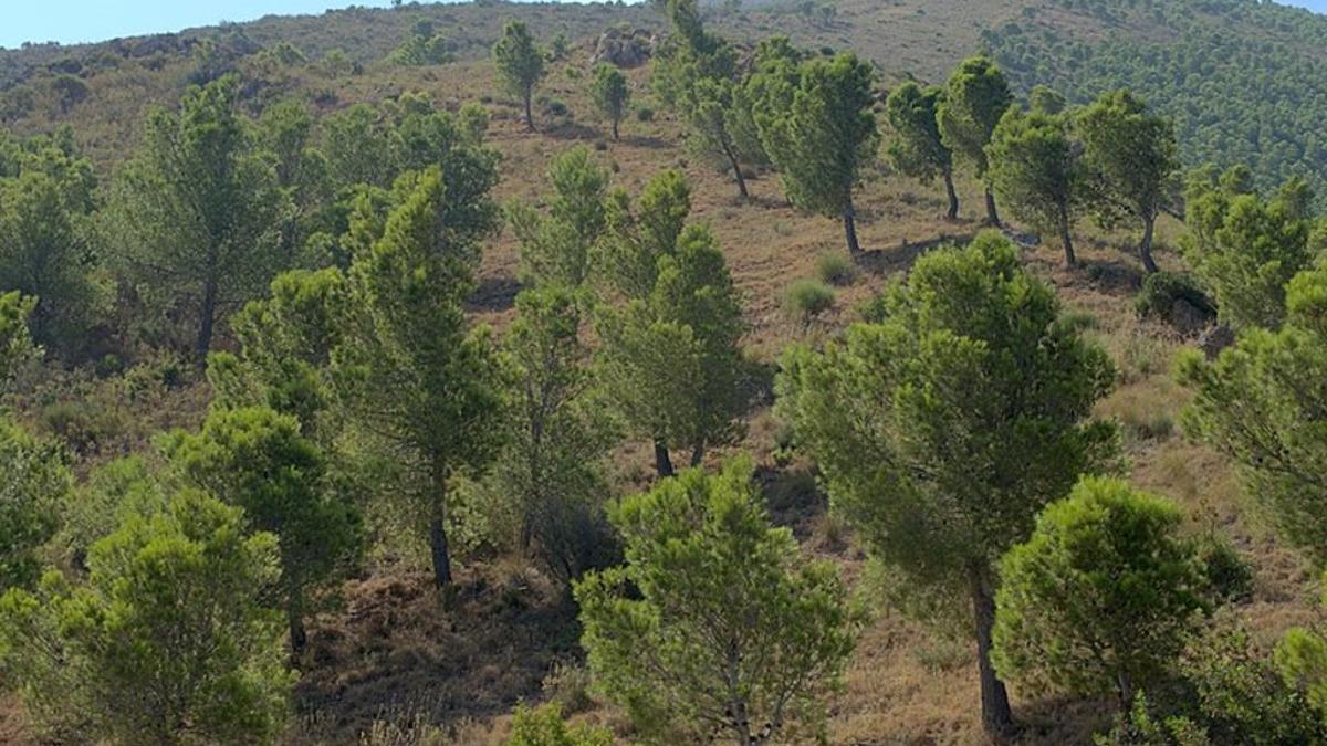 Pinos de repoblación.