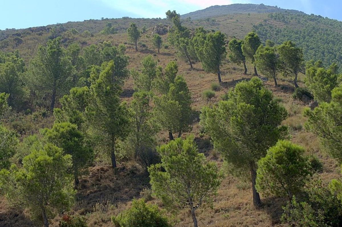Pinos de repoblación.
