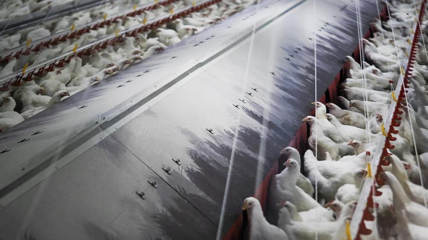 El sector avícola descarta problemas de suministro de pollos y huevos en navidades