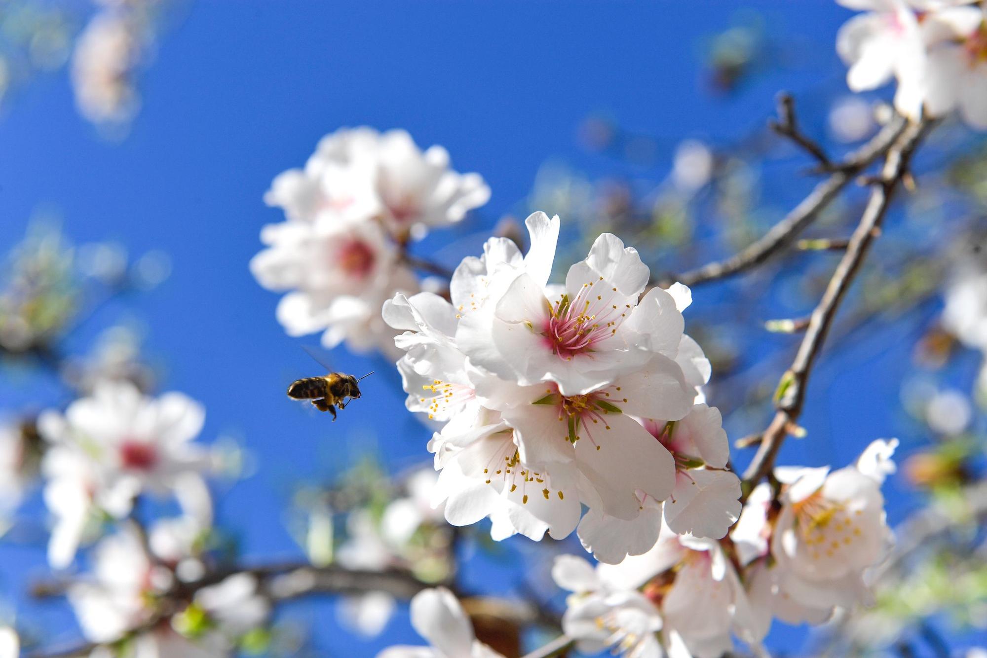 Almendros en flor en Tejeda