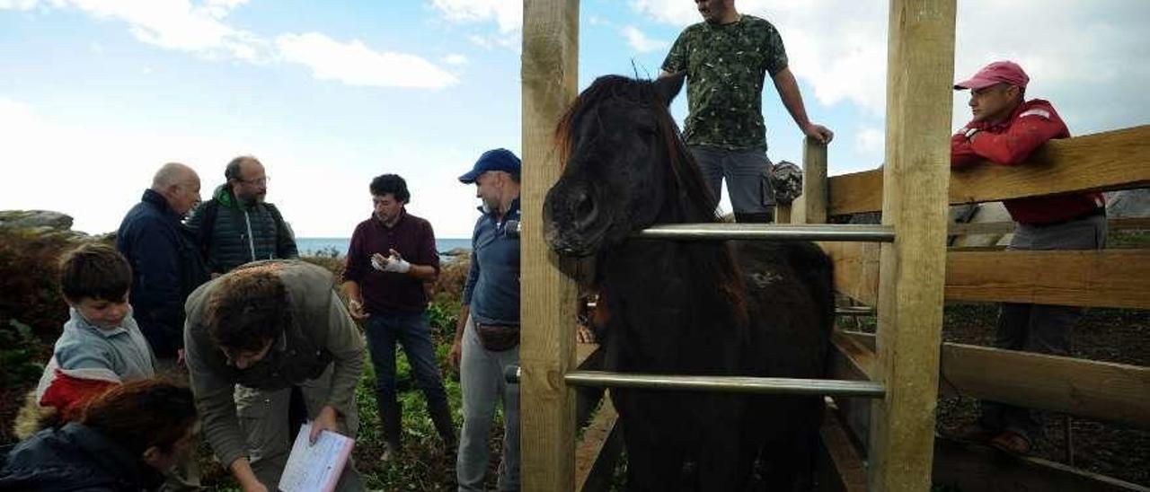 Veterinarios y ganaderos, durante el análisis de uno de los equinos. // IA.