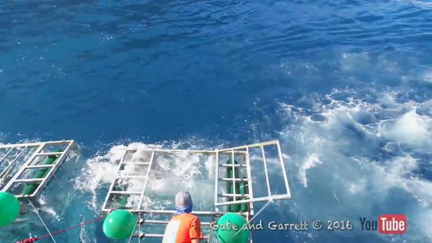 VÍDEO/ Un buceador sale ileso después de que un tiburón entrara en su jaula por accidente