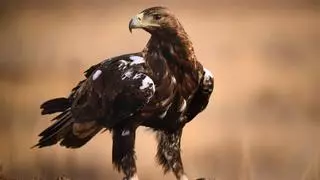 Detectan la presencia de virus del Nilo en un pollo de águila imperial en Peñarroya-Pueblonuevo