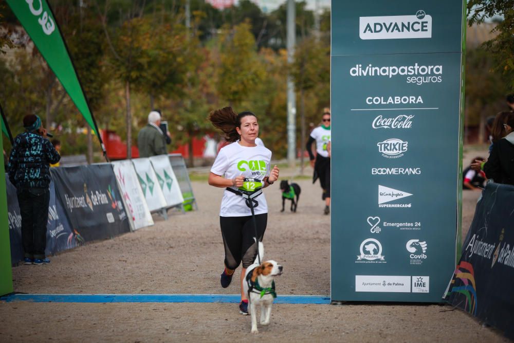 Can We Run Mallorca: So war das Hunderennen