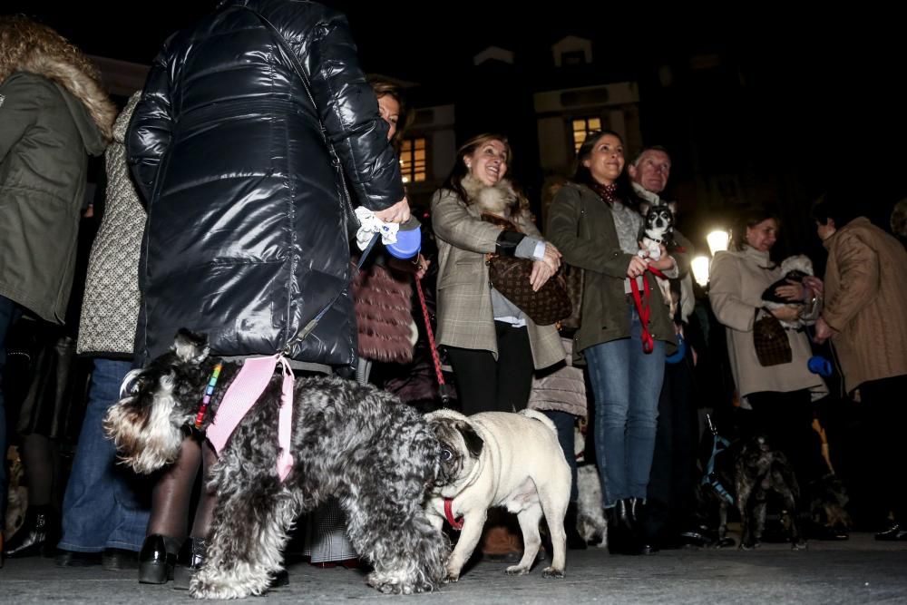 Oviedo bautiza a sus perros por el día de San Antón