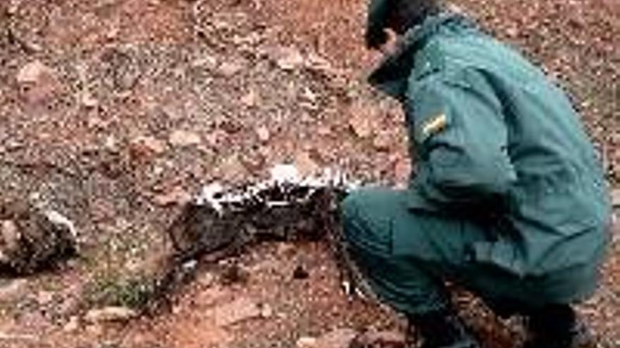 La Guardia Civil investiga el origen de los animales abatidos en Monterrubio