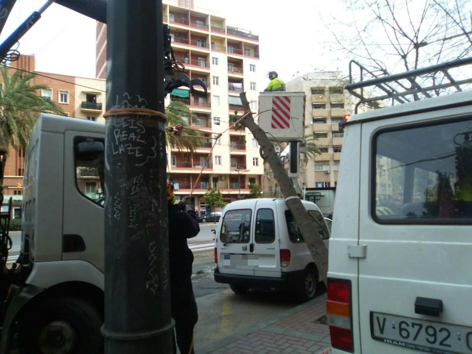 El viento derriba un árbol en València y corta la circulación del tranvía