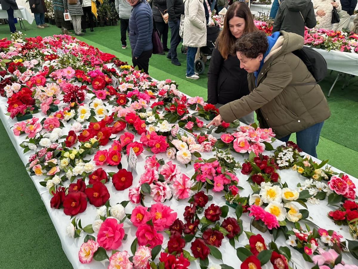 En imágenes: las camelias arrasan en Luarca