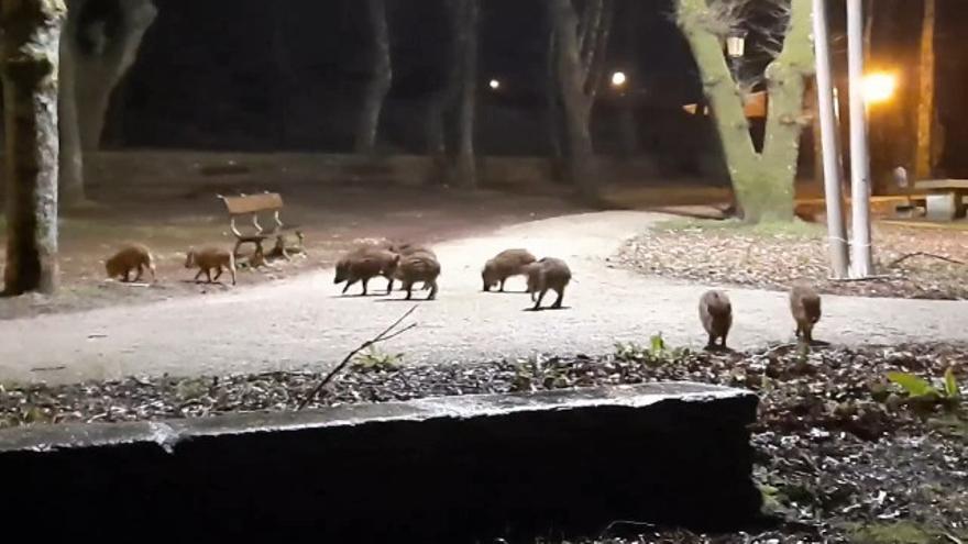 Una docena de estos animales, en busca de alimento en la Carballeira de Rodo (Lalín).