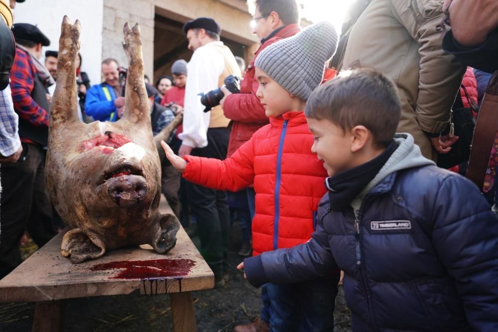 Donsión celebra por todo lo alto su Matanza Tradicional do Porco